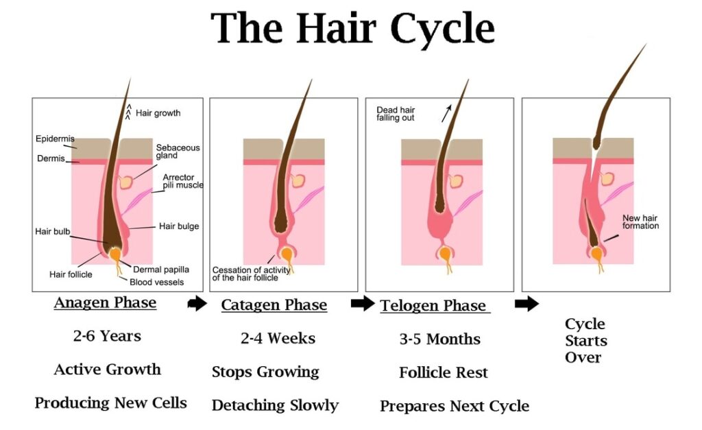 chart explaining the different hair growth phases in a cycle. This is for a blog post about Telogen Effluvium. 